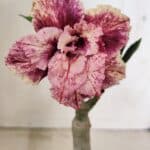 ENXERTO 12342 – 20cm (cor LM 976)