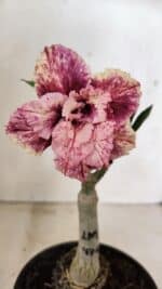 ENXERTO 12342 – 20cm (cor LM 976)