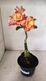 ENXERTO 12343 – 22cm (cor LM 582) - Imagem 2