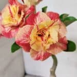 ENXERTO 12343 – 22cm (cor LM 582)