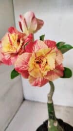 ENXERTO 12343 – 22cm (cor LM 582)