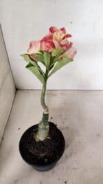 ENXERTO 12343 – 22cm (cor LM 582) - Imagem 7