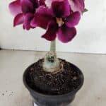 ENXERTO 12345 – 20cm (cor LM 4990