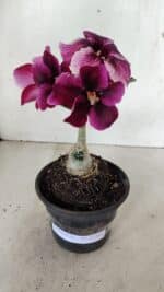 ENXERTO 12345 – 20cm (cor LM 4990