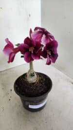 ENXERTO 12345 – 20cm (cor LM 4990 - Imagem 3