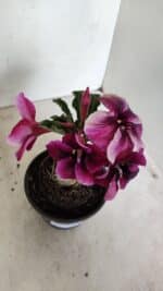 ENXERTO 12345 – 20cm (cor LM 4990 - Imagem 4