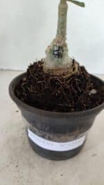 ENXERTO 12345 – 20cm (cor LM 4990 - Imagem 6