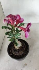 ENXERTO 12345 – 20cm (cor LM 4990 - Imagem 5