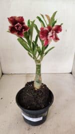 ENXERTO 12346 – 25cm (cor LM 990) - Imagem 2