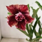 ENXERTO 12346 – 25cm (cor LM 990)