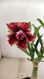 ENXERTO 12346 – 25cm (cor LM 990)