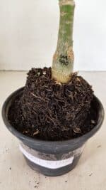 ENXERTO 12346 – 25cm (cor LM 990) - Imagem 6