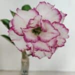 ENXERTO 12347 – 20cm (cor LM 543)