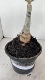 ENXERTO 12347 – 20cm (cor LM 543) - Imagem 6