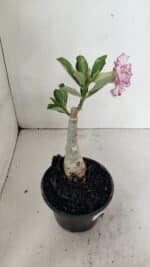 ENXERTO 12347 – 20cm (cor LM 543) - Imagem 5