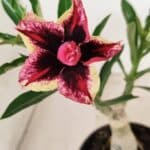 ENXERTO 12348 – 20cm (cor LM 1007)