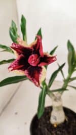 ENXERTO 12348 – 20cm (cor LM 1007) - Imagem 5