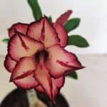 ENXERTO 12349 – 20cm (cor LM 914)