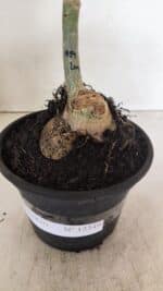 ENXERTO 12349 – 20cm (cor LM 914) - Imagem 7