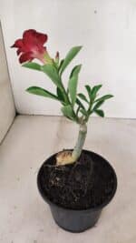 ENXERTO 12349 – 20cm (cor LM 914) - Imagem 5