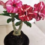 ENXERTO 12350 – 25cm (cor LM 984)