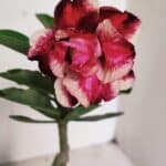 ENXERTO 12351 – 20cm (cor LM 491)