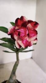 ENXERTO 12351 – 20cm (cor LM 491)