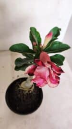 ENXERTO 12351 – 20cm (cor LM 491) - Imagem 4