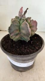 ASTROPHYTUM cv KIKKO "Variegata" Nº 1070 – vaso 15 - Imagem 2