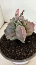 ASTROPHYTUM cv KIKKO "Variegata" Nº 1070 – vaso 15 - Imagem 9