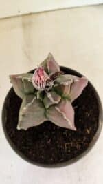 ASTROPHYTUM cv KIKKO "Variegata" Nº 1070 – vaso 15 - Imagem 3