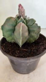 ASTROPHYTUM cv KIKKO "Variegata" Nº 1070 – vaso 15 - Imagem 8