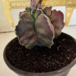 ASTROPHYTUM cv KIKKO "Variegata" Nº 1070 – vaso 15