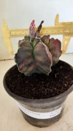 ASTROPHYTUM cv KIKKO "Variegata" Nº 1070 – vaso 15