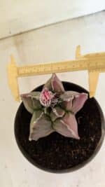 ASTROPHYTUM cv KIKKO "Variegata" Nº 1070 – vaso 15 - Imagem 5