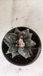 MATRIZ ASTROPHYTUM cv KIKKO "EXÓTICO" Nº 1072 – vaso 15 - Imagem 3