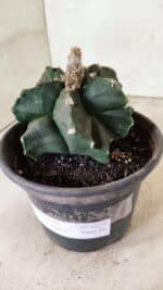 MATRIZ ASTROPHYTUM cv KIKKO "EXÓTICO" Nº 1072 – vaso 15 - Imagem 7