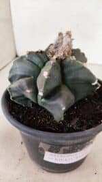 MATRIZ ASTROPHYTUM cv KIKKO "EXÓTICO" Nº 1072 – vaso 15 - Imagem 9