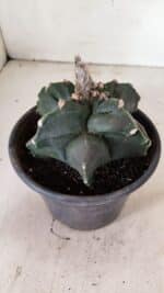 MATRIZ ASTROPHYTUM cv KIKKO "EXÓTICO" Nº 1072 – vaso 15 - Imagem 8