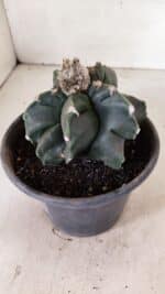 MATRIZ ASTROPHYTUM cv KIKKO "EXÓTICO" Nº 1072 – vaso 15 - Imagem 6