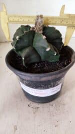 MATRIZ ASTROPHYTUM cv KIKKO "EXÓTICO" Nº 1072 – vaso 15 - Imagem 4