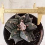 MATRIZ ASTROPHYTUM cv KIKKO "EXÓTICO" Nº 1072 – vaso 15