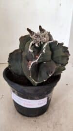 MATRIZ ASTROPHYTUM cv KIKKO "EXÓTICO" Nº 1073 – vaso 15 - Imagem 2