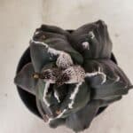 MATRIZ ASTROPHYTUM cv KIKKO "EXÓTICO" Nº 1073 – vaso 15