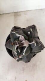 MATRIZ ASTROPHYTUM cv KIKKO "EXÓTICO" Nº 1073 – vaso 15