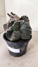 MATRIZ ASTROPHYTUM cv KIKKO "EXÓTICO" Nº 1073 – vaso 15 - Imagem 7