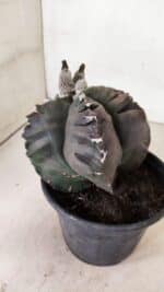 MATRIZ ASTROPHYTUM cv KIKKO "EXÓTICO" Nº 1073 – vaso 15 - Imagem 6