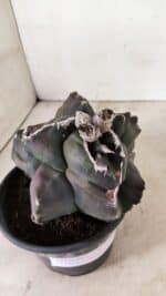 MATRIZ ASTROPHYTUM cv KIKKO "EXÓTICO" Nº 1073 – vaso 15 - Imagem 5