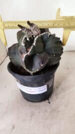 MATRIZ ASTROPHYTUM cv KIKKO "EXÓTICO" Nº 1073 – vaso 15 - Imagem 4