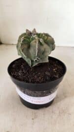 ASTROPHYTUM cv KIKKO "EXÓTICO" Nº 1074 – vaso 11 - Imagem 2